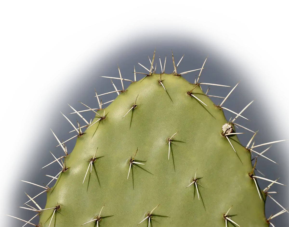 Cactus Promotion